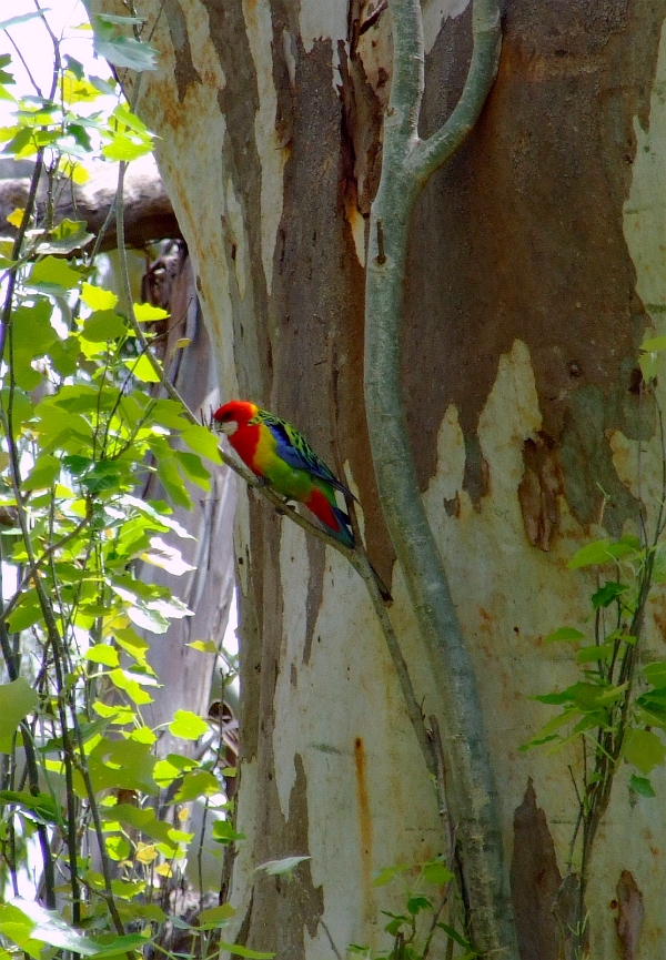 eastern rosella parrot 01