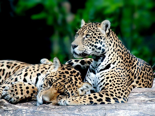 animal jaguar félin fauve specanimal parcdesfélins nesles 100commentgroup vosplusbellesphotos flickrbigcats bestofmywinners