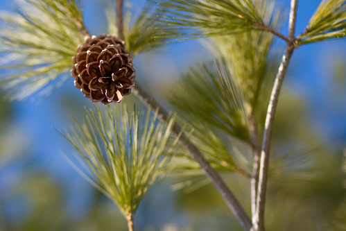 pine cone3