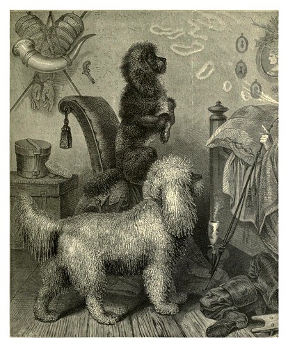 004-Caniches alemanes-The illustrated book of the dog 1881- Vero Kemball Shaw