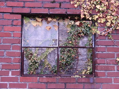 broken window with vines