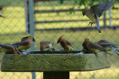 Cedar Waxwings at Birdbath