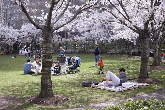 Cherry Blossoms, Battery Park