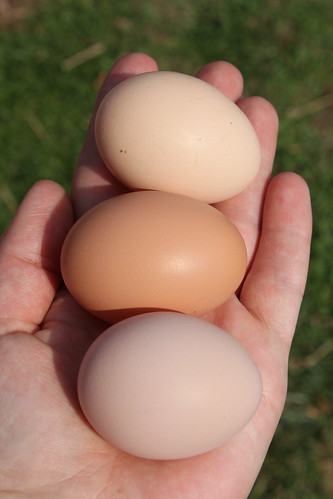 backyard chickens, farm fresh eggs