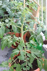 Tomatenplant nr 3. update 20-06