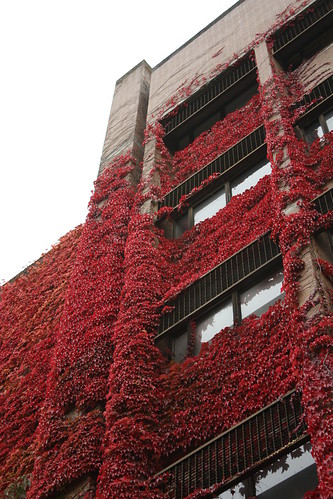 Red Ivy on Frank Forward Building