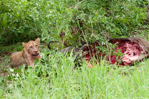 Lioness Eating Wildebeest