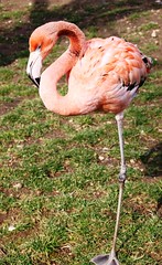 Flamingo IMG_3236