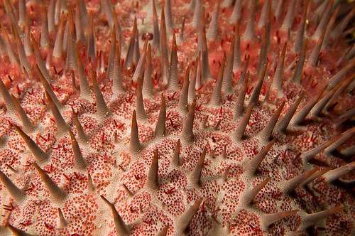 Crown of Thorns Star