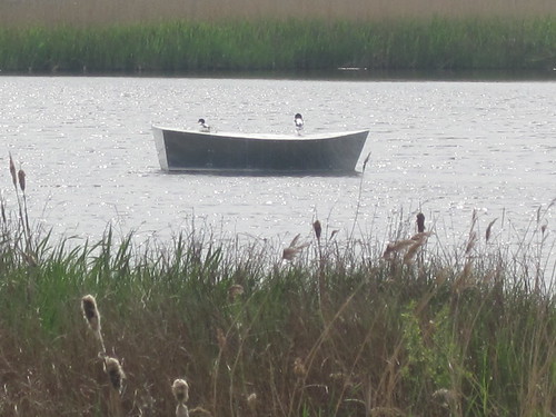 Mirror Boat, Coatham Marsh