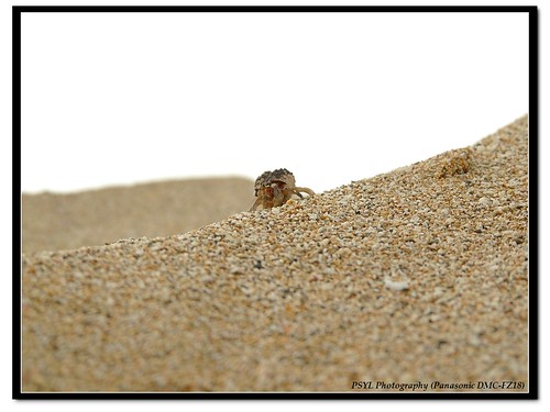 Wrinkled Hermit Crab (Coenobita rugosus) - 皺紋寄居蟹