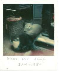 Ghost cat Adolp and Momma cat