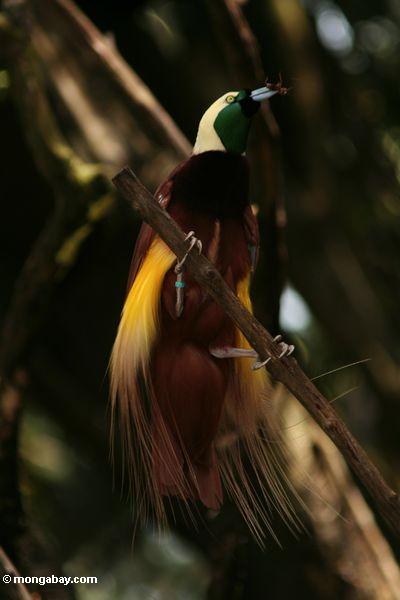 Райские птички Birds of Paradise New Guinea6