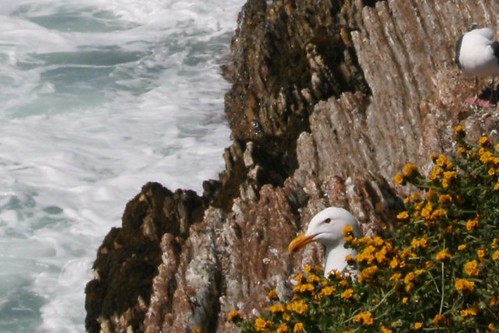 crouching seagull hidden seagull (detail)