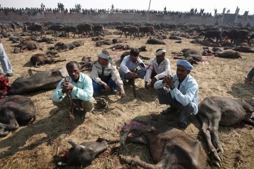 04_Animal-Slaughter-Festival-In-Nepal-004