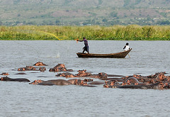 Hippo Fishing, Murchison Falls NP, Uganda