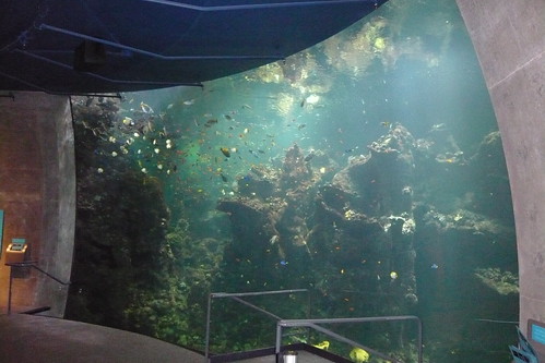 Coral Reef Cal Academy