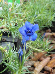 Double flowered Gentiana