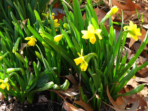 Tete-a-Tete mini daffodils