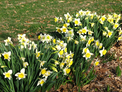 daffodils from the farm