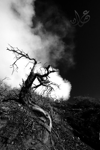 Dead Tree, Kawah Ijen