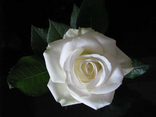 Beautiful Rose IMG_1651 by andrey.salikov