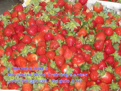 strawberries_bgo2