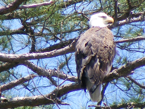 Bald Eagle looking for prey on Swift Creek