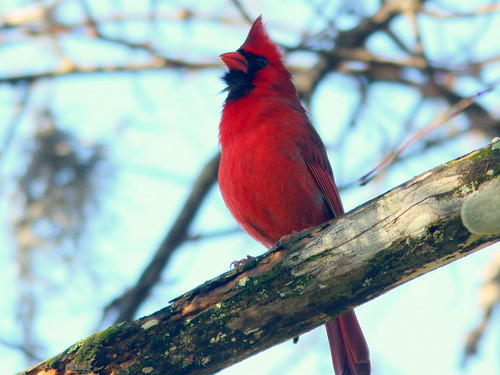 Northern Cardinal 20100228