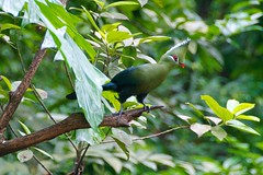Livingstone's Turaco: Green in the trees