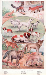 Dog Family page 840-841