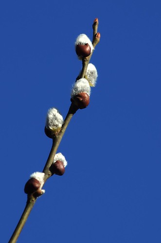 Salix caprea | Boswilg - Goat willow