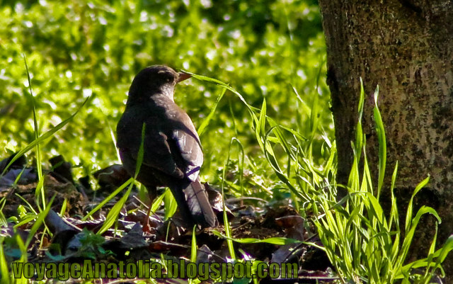Eurasian Blackbird at Taurus Mountains by voyageAnatolia.blogspot.com