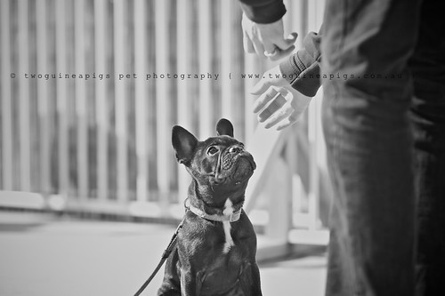 A keen and fast learner, Rosie in class,  French Bulldog, pet portraiture by twoguineapigs Pet Photography, sydney dog photographer