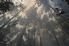 Smoke from forest fires in natural forest di Greenpeace International