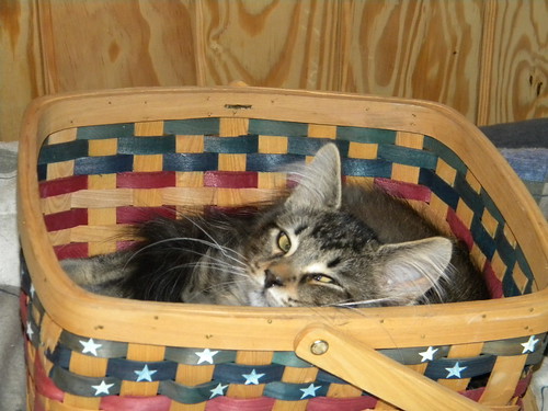 Isabella basket kitty