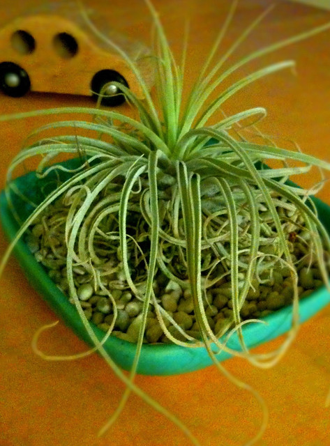 This is Sigmund the Sea Monster. Our very first Tillandsia