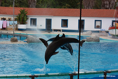Golfinhos a Saltar II - Dolphins Jumping II
