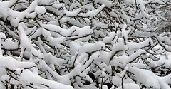 nevada 2010