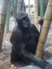 Ape at Lincoln Park Zoo