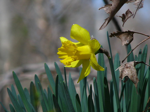 Daffodil 2 by paynehollow