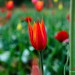 Blooming Red Tulip