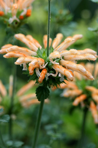 leonotis menthifolia