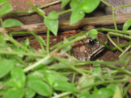 Hide and Seek Toad! - Sowmya Srinivasan