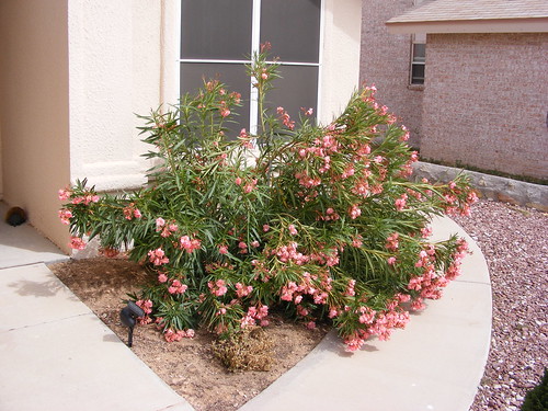 front yard landscaping ideas perth. I do have in my front yard a