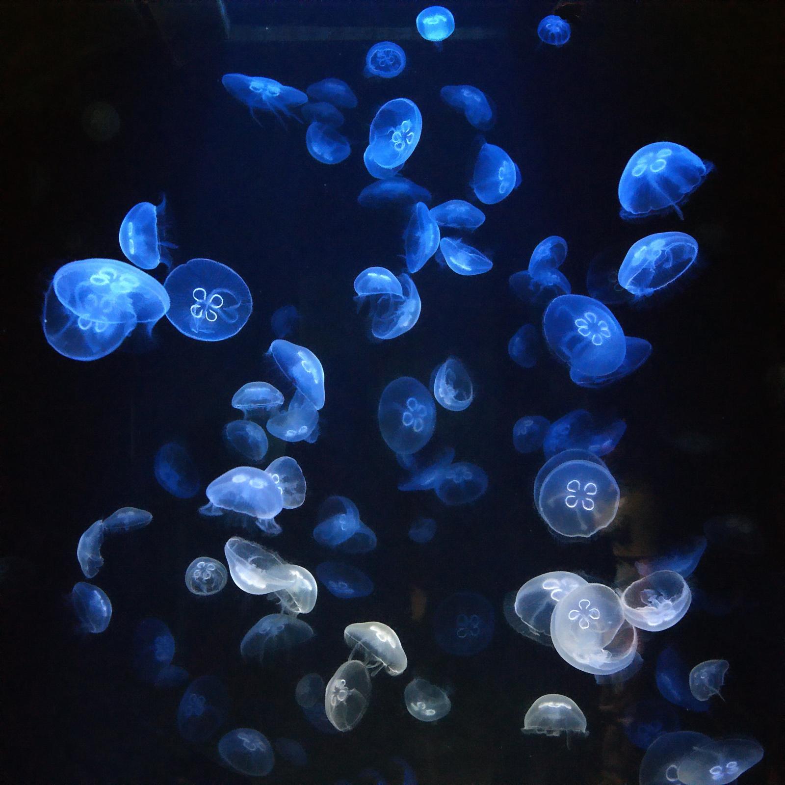 フリー画像 刺胞動物 海月 クラゲ フリー素材 画像素材なら 無料 フリー写真素材のフリーフォト