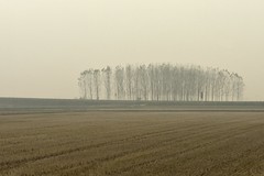 The Foggy Fields of Vercelli
