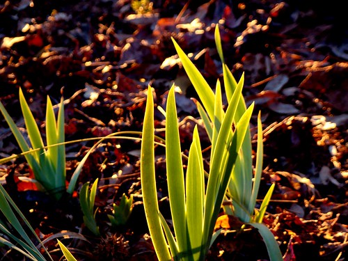Backlit Iris leaves