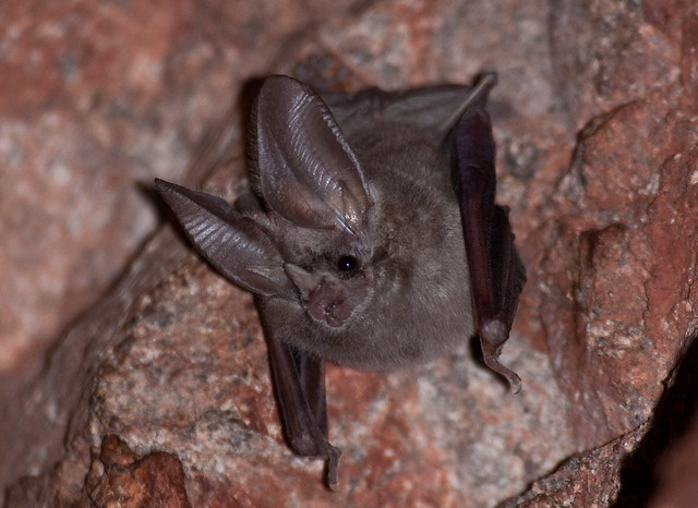 California Leaf Nosed Bat (Macrotus californicus)
