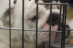 Golden Gate Kennel Club Dog Show: English Bulldog